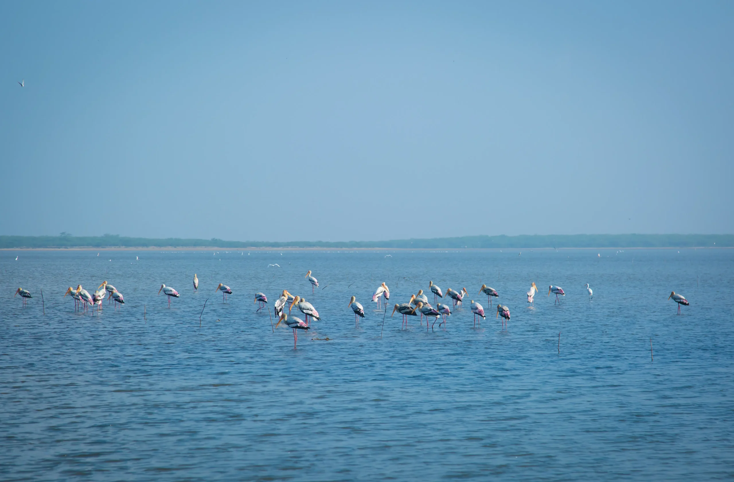 Pulicat Lake